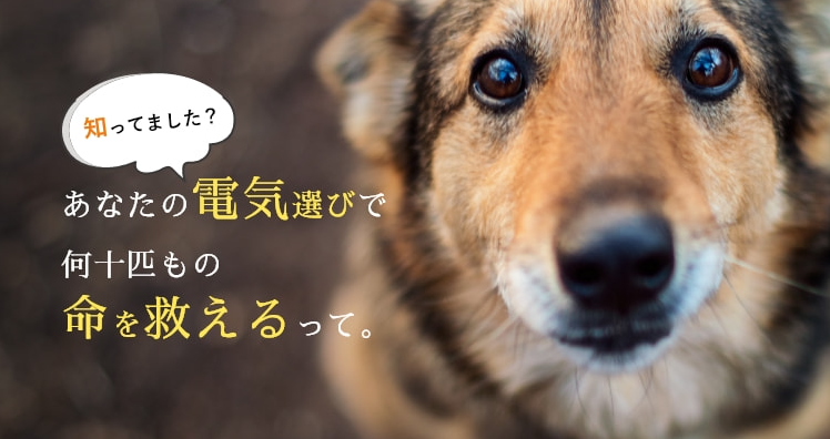 1どうぶつでんき-ペットシェルジュ-電気代を安く！動物保護への寄付も同時にかなう！